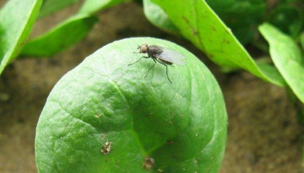 Bean seed fly adult on a  leaf